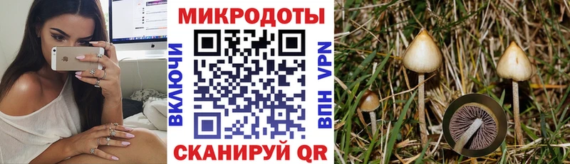 купить наркотики цена  Покров  Галлюциногенные грибы Psilocybine cubensis 